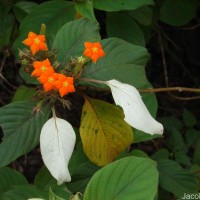 Mussaenda frondosa L.